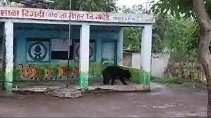 Marudhar Ka Tehlka | स्कूल में घुसा भालू, वीडियो वायरल