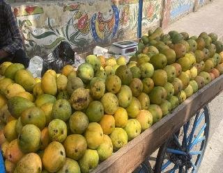 Marudhar Ka Tehlka | कच्चे आमों को जल्दी पकाने के लिए रसायनों का इस्तेमाल